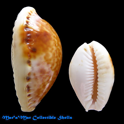 Cypraea (Erosaria) acicularis acicularis Gmelin, 1791