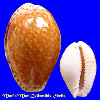 Cypraea (Erosaria) acicularis acicularis Gmelin, 1791 - Image 2
