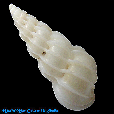 Epitonium humphreysii (Kiener, 1838)