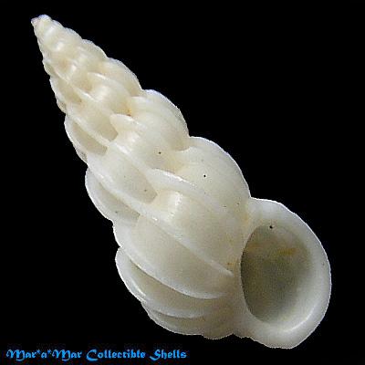Epitonium humphreysii (Kiener, 1838) - Imagem 2