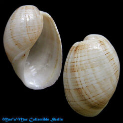 Hydatina vesicaria (Lightfoot, 1786)