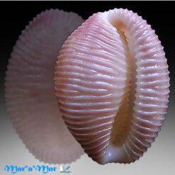 Alternative view of Pusula macaeica  Fehse, D. & J Grego, 2005