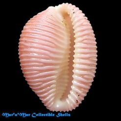 Alternative view of Pusula macaeica  Fehse, D. & J Grego, 2005