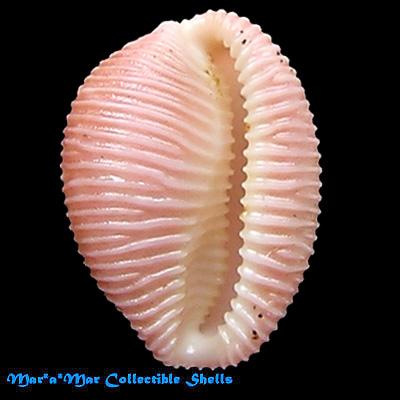 Pusula macaeica Fehse, D. & J Grego, 2005 - Imagem 2