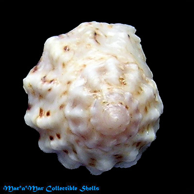 Modulus modulus (Linnaeus, 1758)*