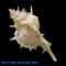 Chicoreus articulatus hennequini Houart, 2000 - Imagem 2