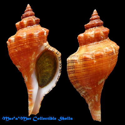 Pleuroploca aurantiaca (Lamarck, 1816)