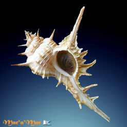 Chicoreus formosus (Sowerby, 1841)