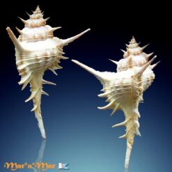 Chicoreus formosus (Sowerby, 1841) - Imagem 2