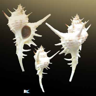 Chicoreus formosus (Sowerby, 1841)
