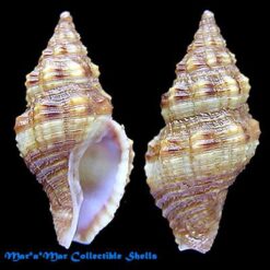 Alternative view of Engina gonçalvesi Coltro, 2005*