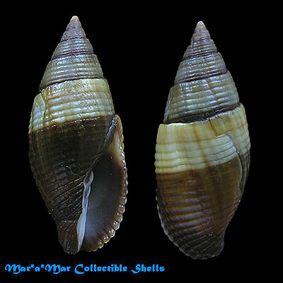 Mitra aurantia (Gmelin, 1791)