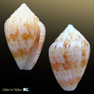 Conus selenae Van Mol , T. & K., 1967