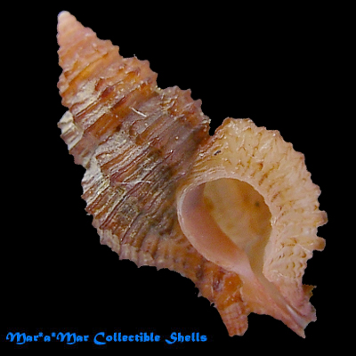 Favartia varimutabilis Houart, 1991