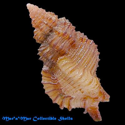 Favartia varimutabilis Houart, 1991 - Imagem 2