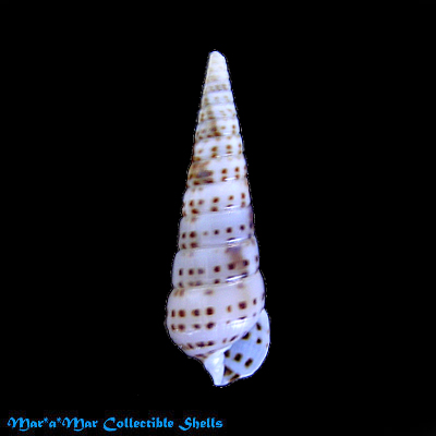 Pyramidella acus (Gmelin, 1791)
