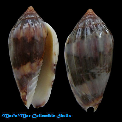 Plicoliva zelindae oceanica Coltro, 2005