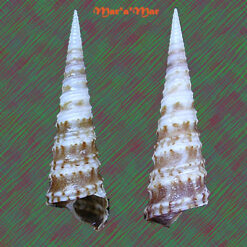 Turritella exoleta (Linnaeus, 1758)