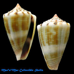 Conus mus Hwass, 1792