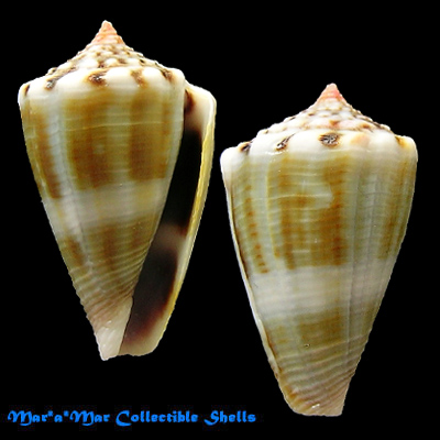 Conus mus Hwass, 1792