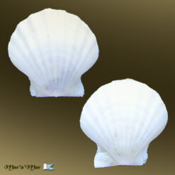 Flexopecten glaber (Linnaeus, 1758)