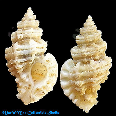 Favartia alveata (Kiener, 1842 )