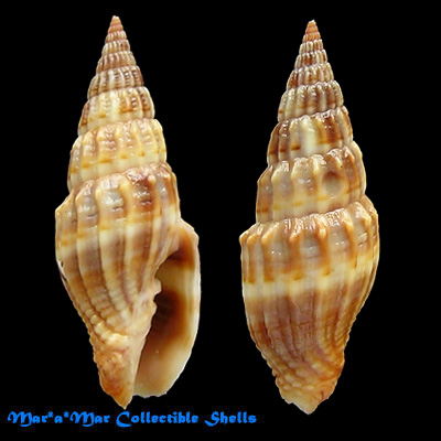 Vexillum leucophryna Turner, H. & M.P. Marrow, 2001