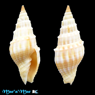 Vexillum coronatum (Helbling, 1779)