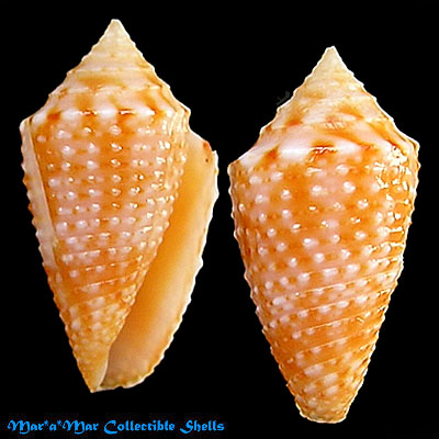 Conus acutimarginatus Sowerby, 1866