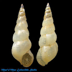 Alaba incerta (Orbigny, 1842)*