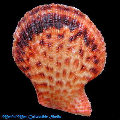 Caribachlamys sentis (Reeve, 1853)