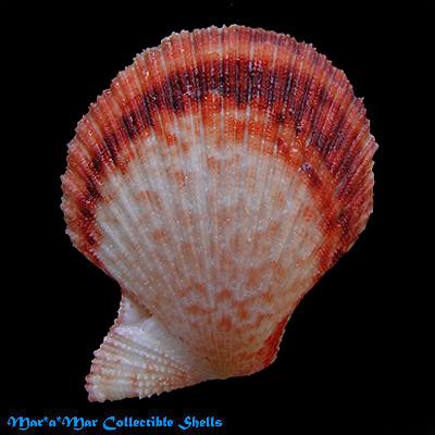 Caribachlamys sentis (Reeve, 1853) - Imagem 2