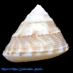 Alternative view of Calliostoma tranquebaricus (Röding, 1798)