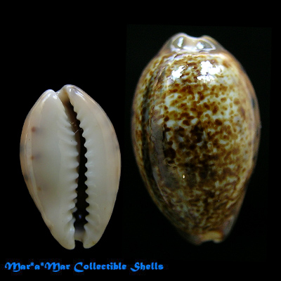 Cypraea (Zonaria) robertsi Hidalgo, 1906