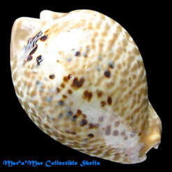 Cypraea (Muracypraea)  mus donmoorei Sowerby, 1870