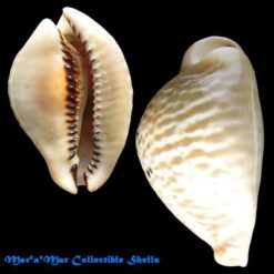 Cypraea (Muracypraea)  mus donmoorei Sowerby, 1870 - Imagem 2
