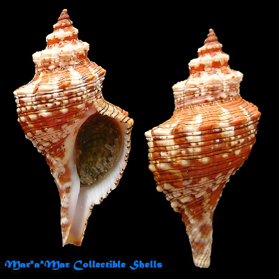 Pleuroploca aurantiaca (Lamarck, 1816)