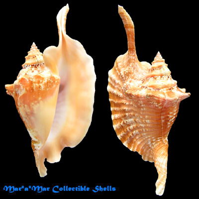 Strombus gallus Linnaeus, 1758