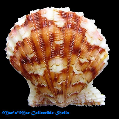 Argopecten noronhensis (E. A. Smith, 1885)