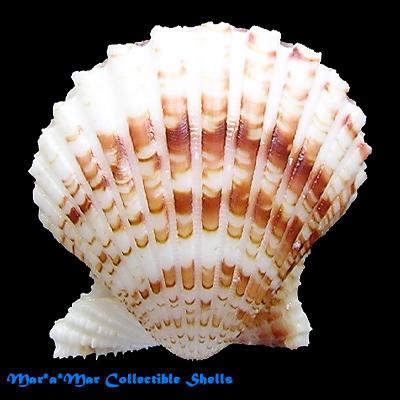 Argopecten noronhensis (E. A. Smith, 1885) - Image 2