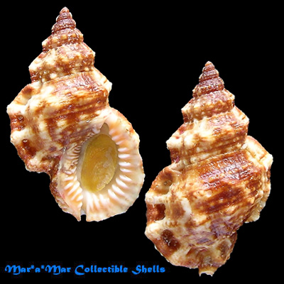 Bursa cubaniana (Orbigny, 1842)