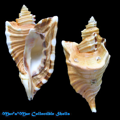 Cymatium raderi D“Attilio & Meyers, 1984