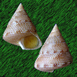 Calliostoma carcellesi Clench & Aguayo, 1940