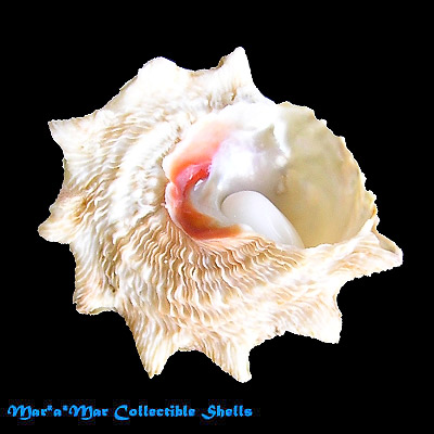 Astralium brevispina (Lamarck, 1822)