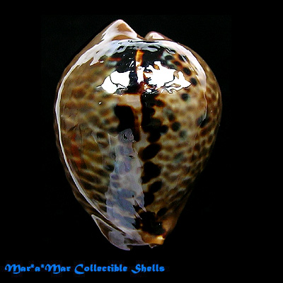 Cypraea (Muracypraea) mus mus Linnaeus, 1758