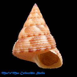 Alternative view of Calliostoma carcellesi Clench & Aguayo, 1940