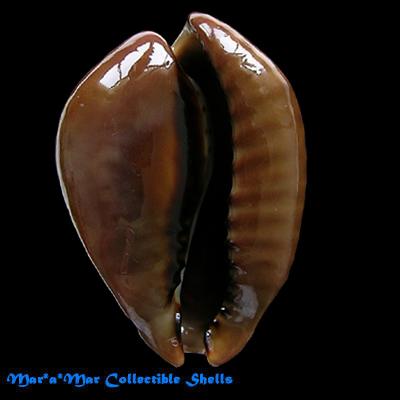 Cypraea (Muracypraea) mus mus Linnaeus, 1758 - Image 2