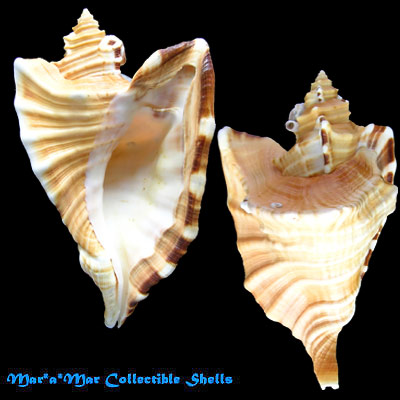 Cymatium raderi D“Attilio & Meyers, 1984