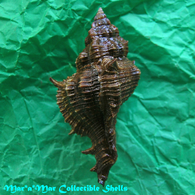 Chicoreus senegalensis (Gmelin, 1790)