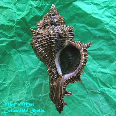 Chicoreus senegalensis (Gmelin, 1790) - Imagem 2